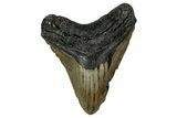 Fossil Megalodon Tooth - North Carolina #355846-1